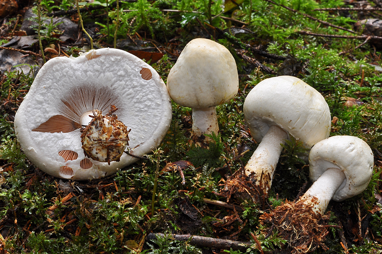 Agaricus silvicola