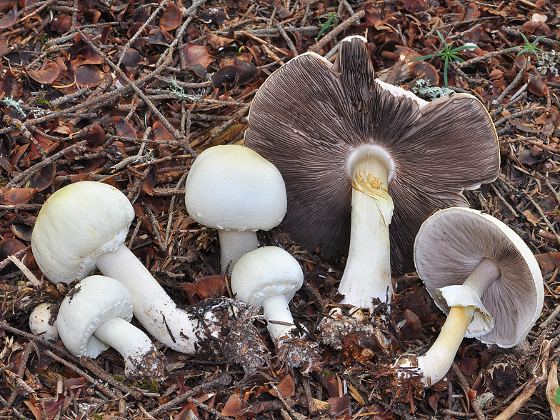 Agaricus silvicola