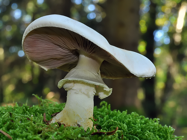 Agaricus silvicola