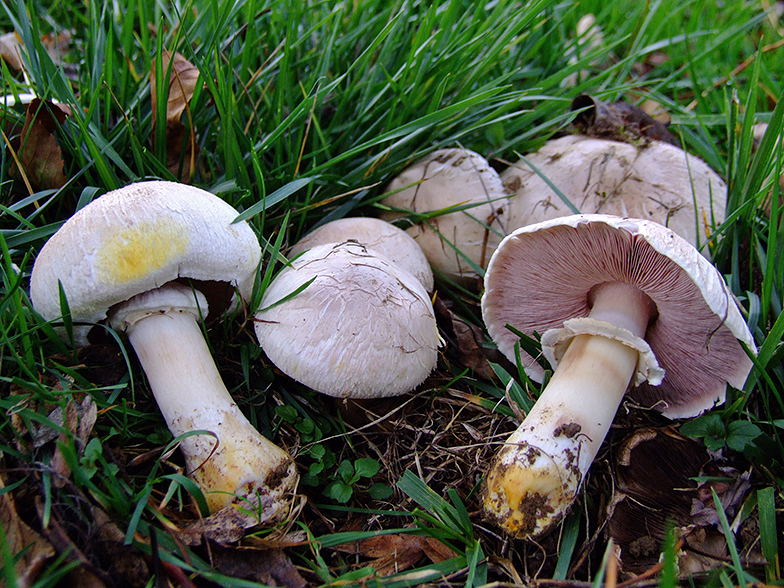 Agaricus xanthodermus