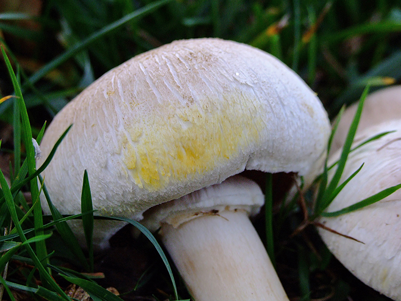 Agaricus xanthodermus