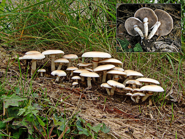 Agrocybe aegerita