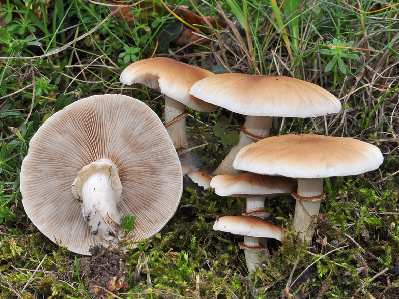 Agrocybe aegerita