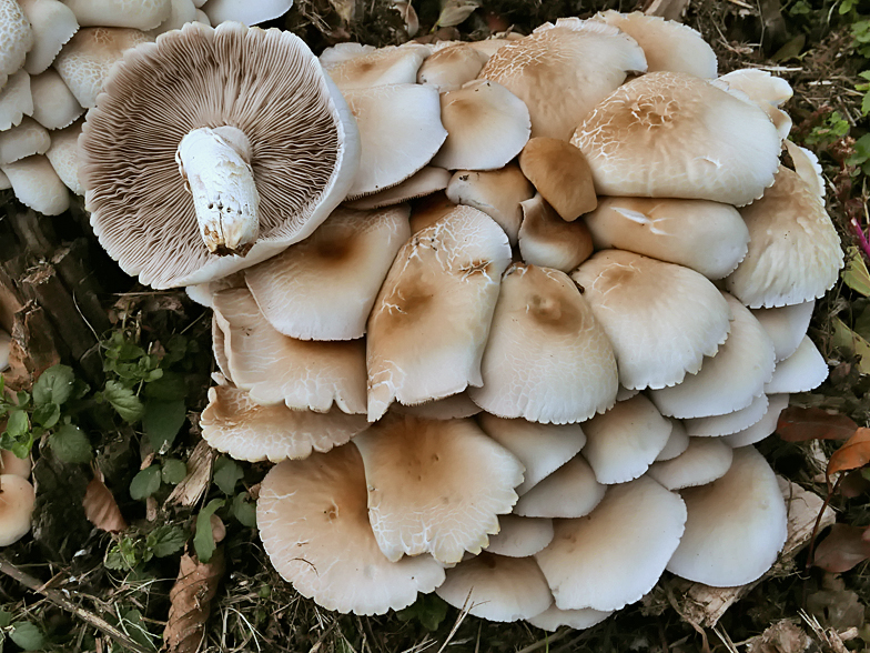 Agrocybe aegerita