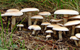 Agrocybe aegerita