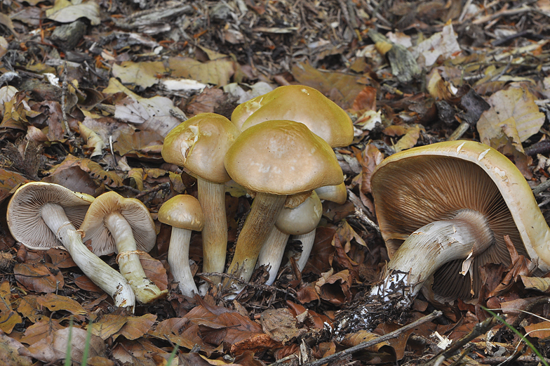 Agrocybe praecox