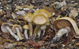 Agrocybe praecox