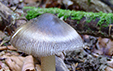 Amanita battarae