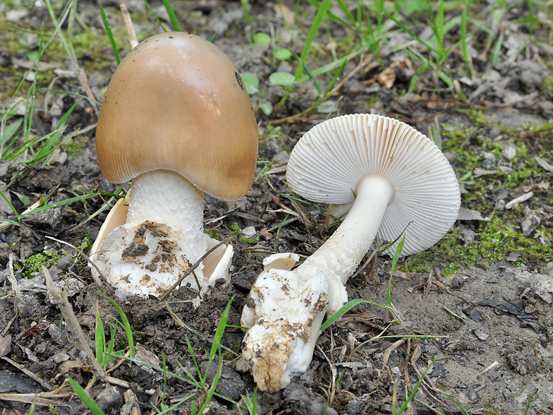 Amanita beckeri