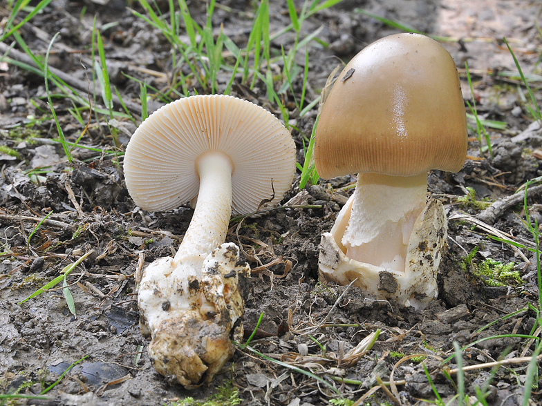 Amanita beckeri