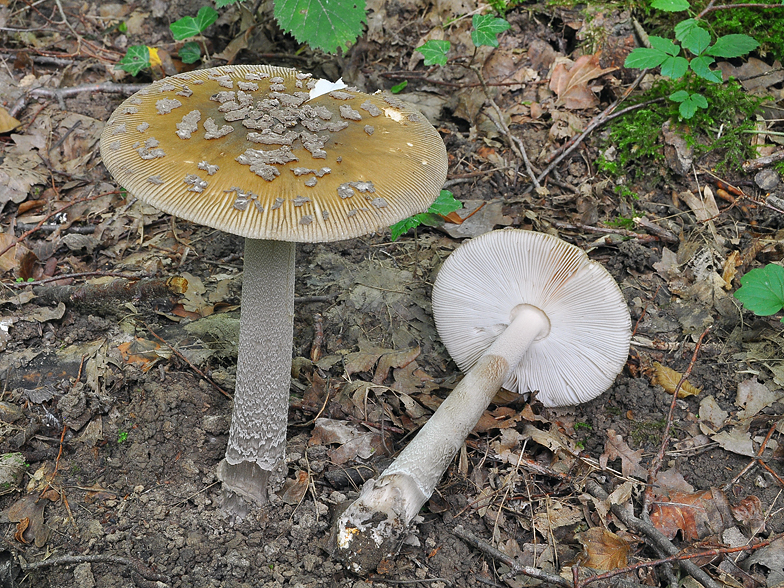 Amanita ceciliae