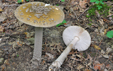 Amanita ceciliae