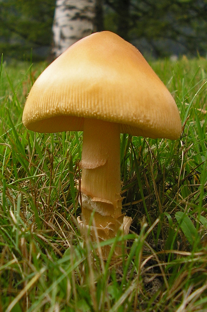 Amanita crocea