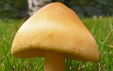 Amanita crocea