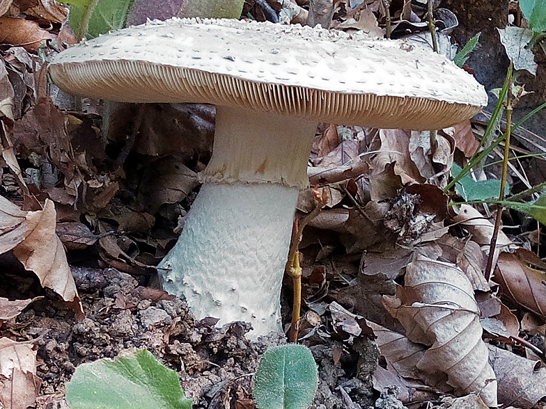 Amanita echinocephala