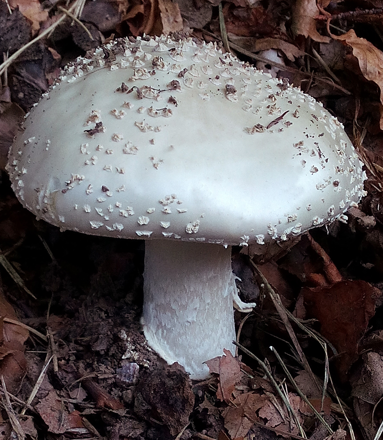 Amanita echinocephala