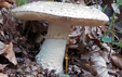 Amanita echinocephala