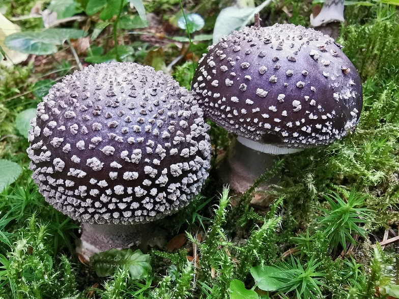 Amanita excelsa var valida