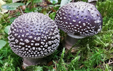 Amanita excelsa var valida