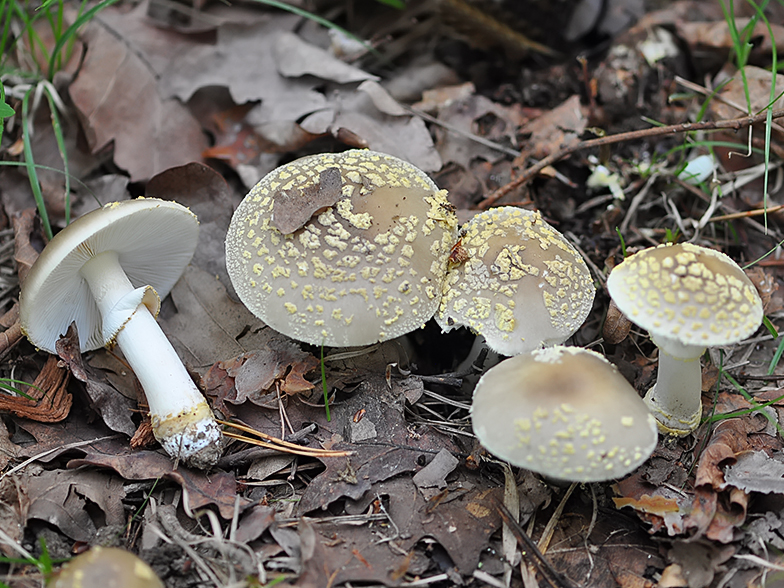 Amanita franchetii