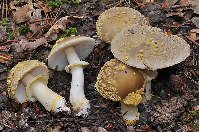 Amanita franchetii