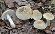 Amanita franchetii