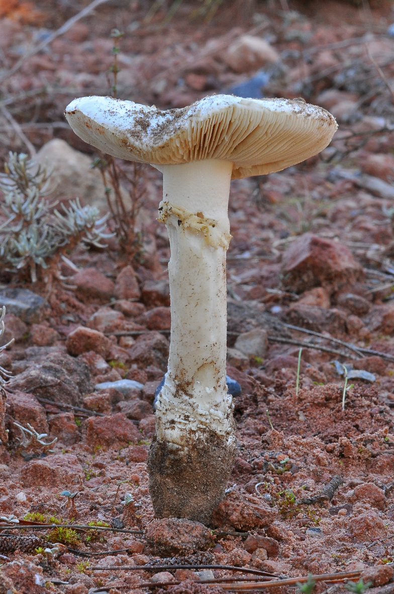 Amanita gracilior