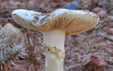 Amanita gracilior