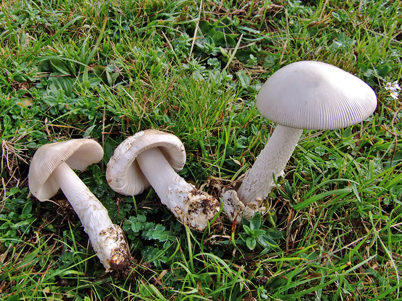 Amanita lividopallescens