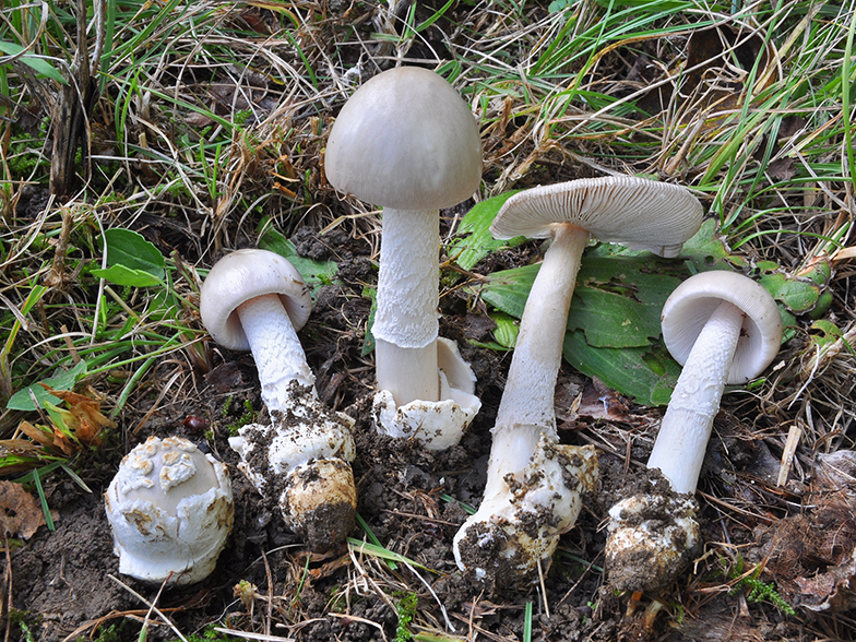 Amanita lividopallescens