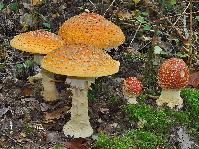 Amanita muscaria var fuligineoverrucosa