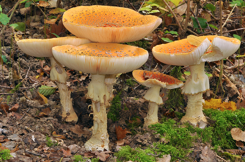 Amanita muscaria var fuligineoverrucosa