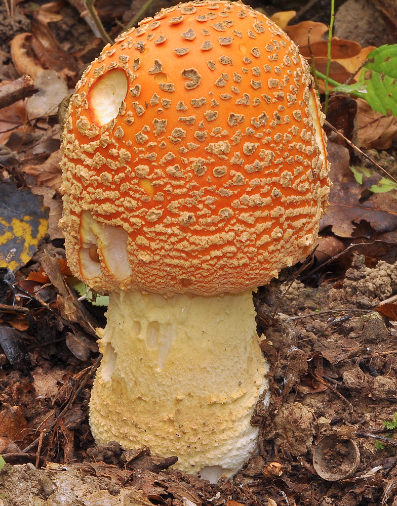 Amanita muscaria var fuligineoverrucosa 2