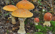 Amanita muscaria var fuligineoverrucosa