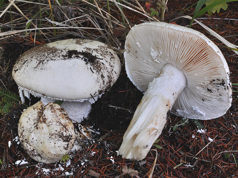 Amanita ovoidea