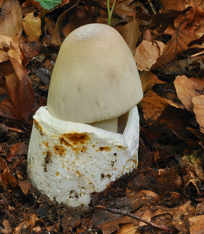 Amanita pachyvolvata