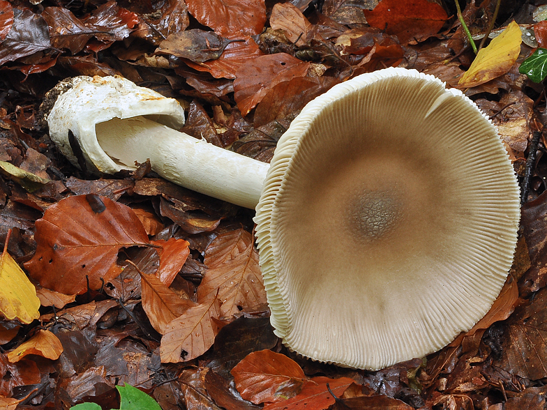 Amanita pachyvolvata