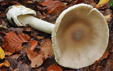 Amanita pachyvolvata