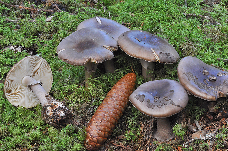 Amanita porphyria