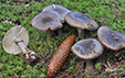 Amanita porphyria