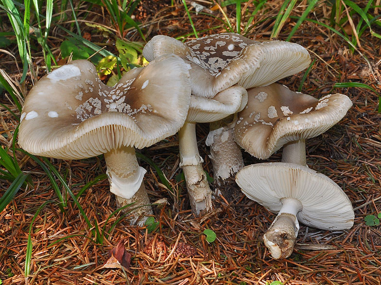 Amanita spissa