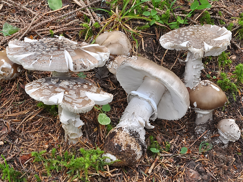 Amanita spissa