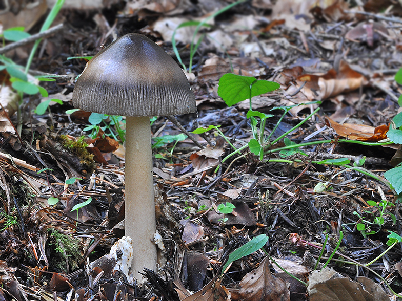 Amanita umbrinolutea