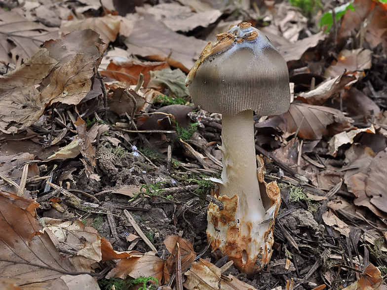 Amanita umbrinolutea