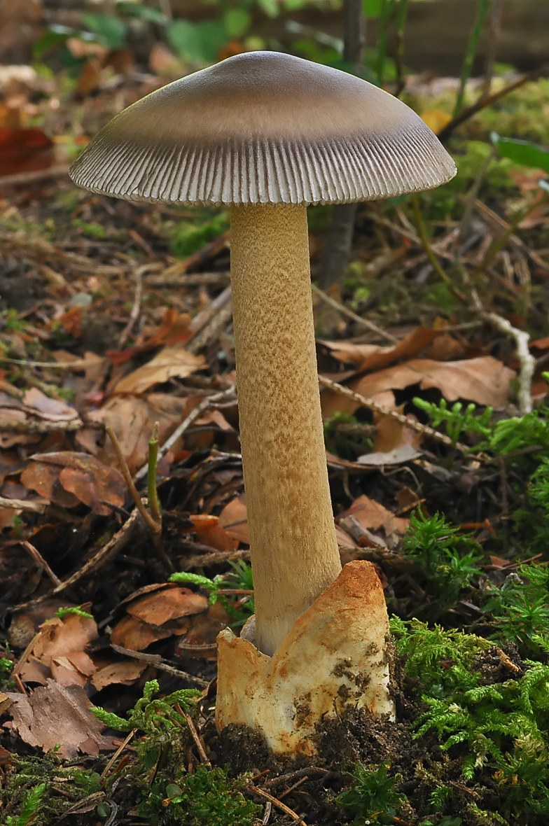 Amanita umbrinolutea