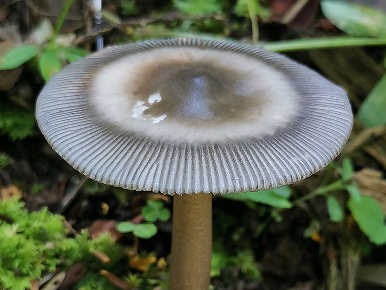 Amanita umbrinolutea