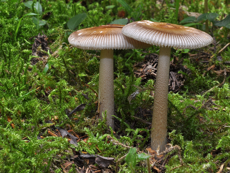 Amanita umbrinolutea