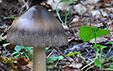 Amanita umbrinolutea