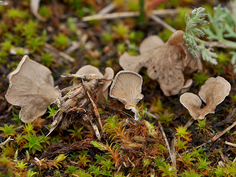 Arrhenia spathulata