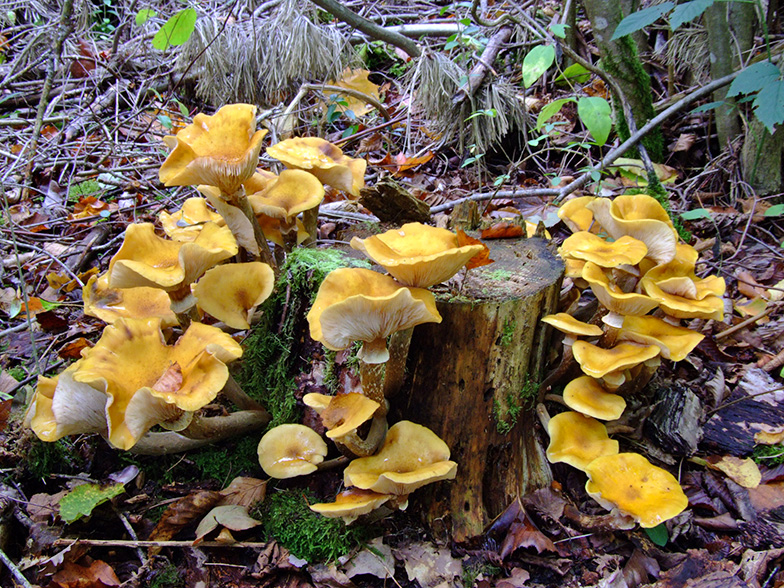 Armillaria mellea forma sulfurea